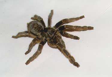 CERATOGYRUS CORNUATUS 10